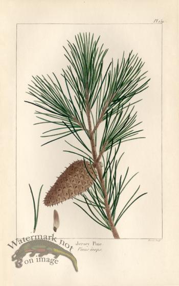 Jersey Pine